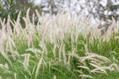 cogon grass 